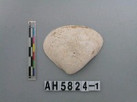 藏品(大蜆)的圖片